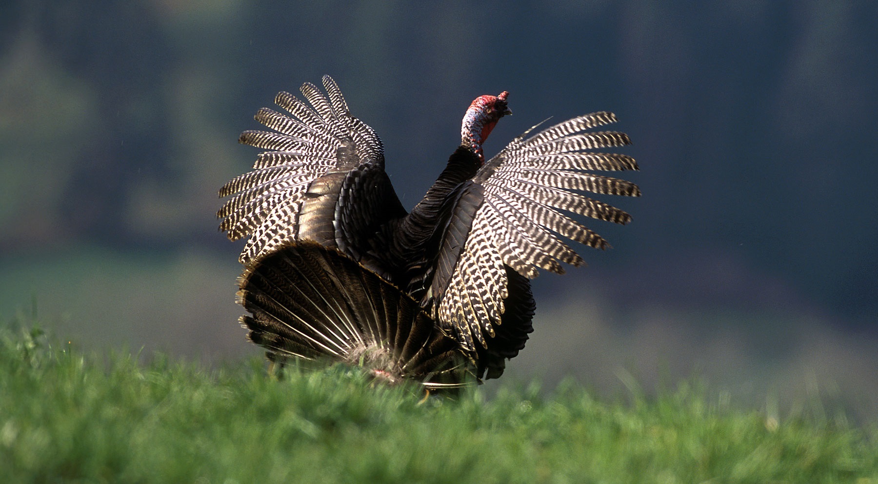 Spring Turkey Season Bowhunting Teaser Montana Hunting and Fishing