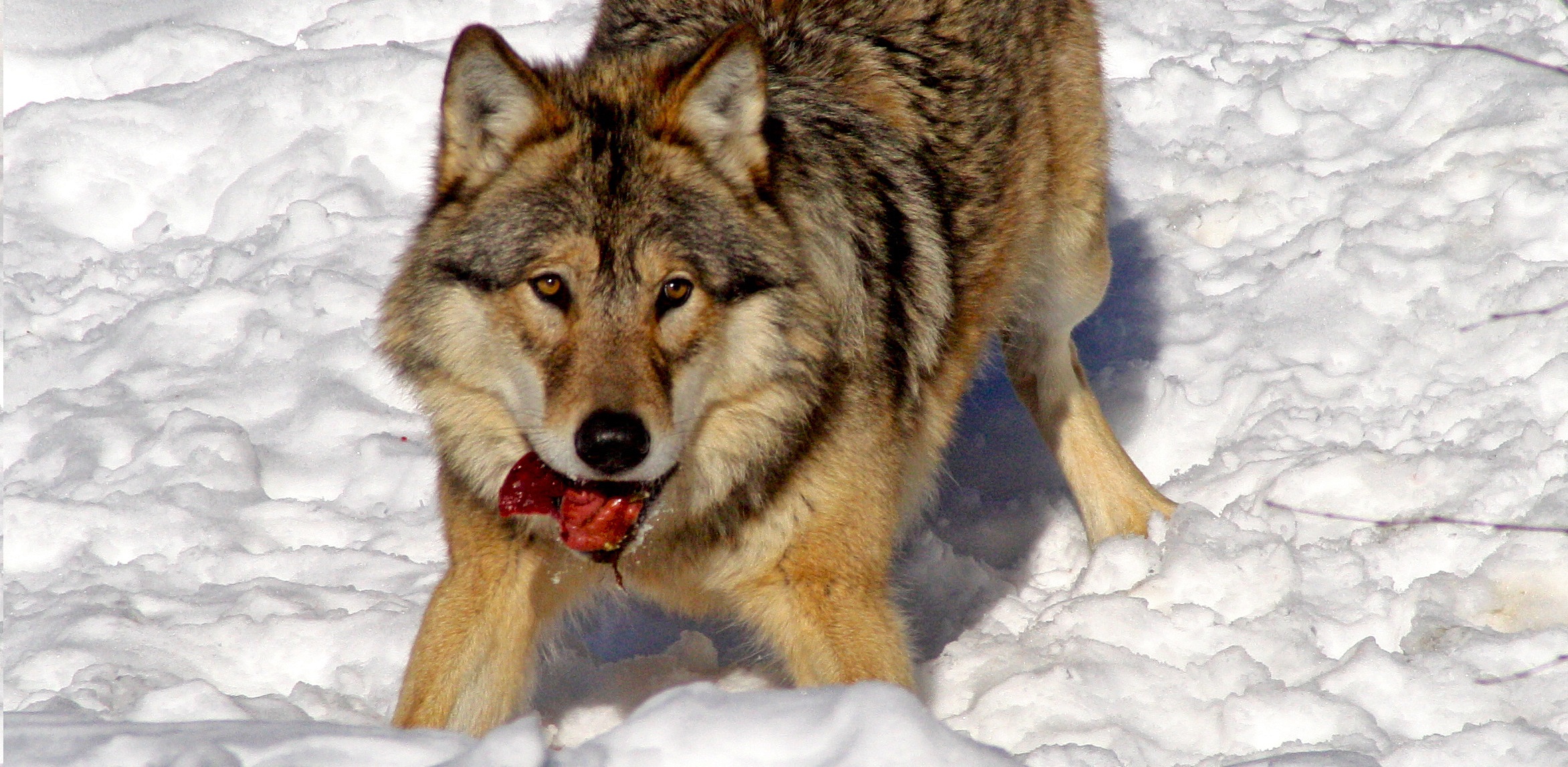 Montana Wolf Trapping Certification Course to be Offered Online