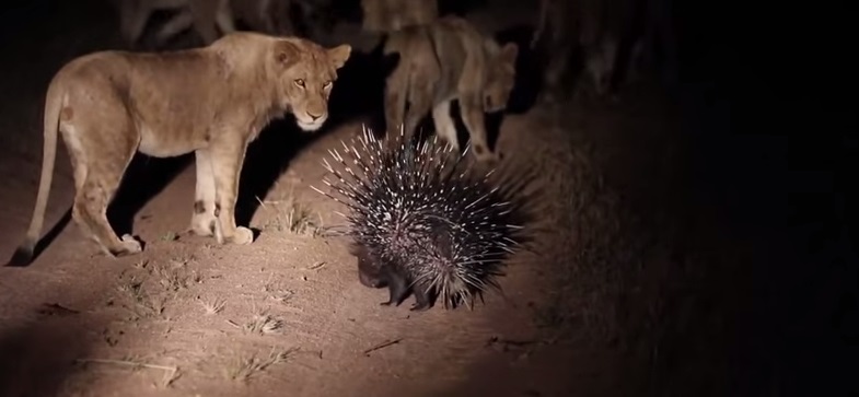 Porcupine Vs Lions Plural Montana Hunting And Fishing