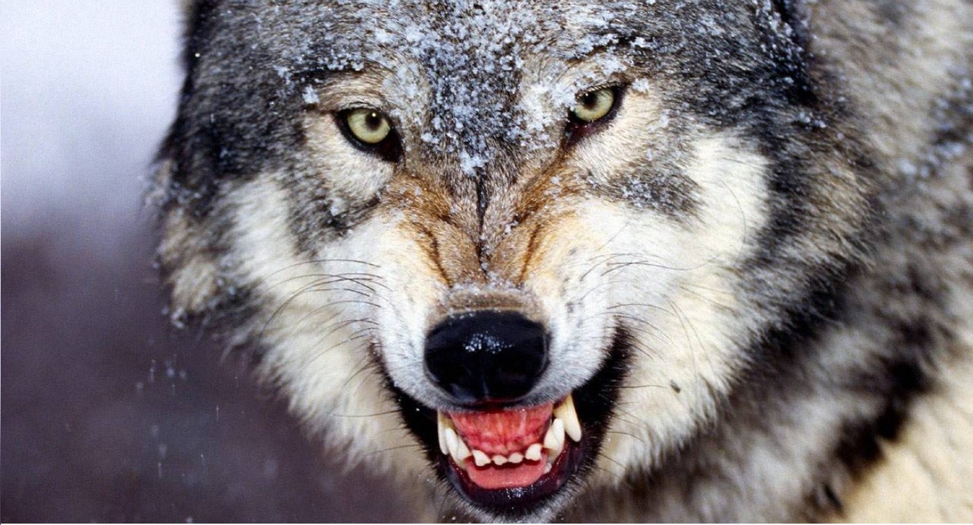 Fatal and Non-Fatal Wolf Attacks on Humans in North America | Montana