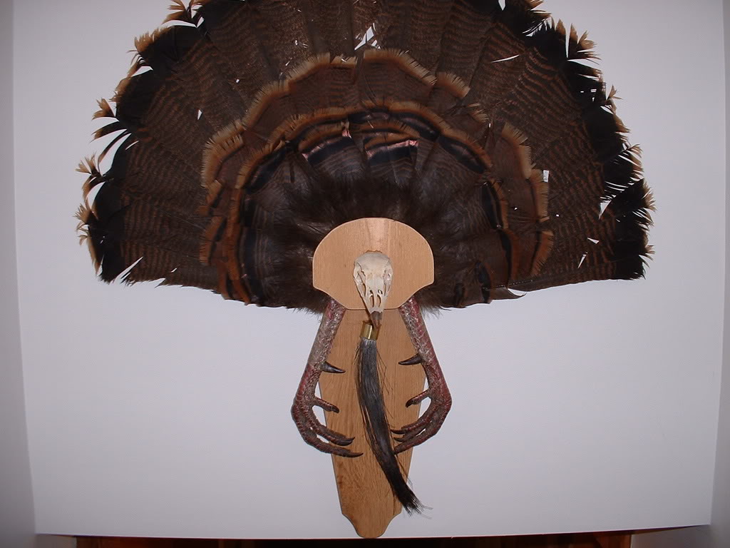 DIY Turkey Fan Mount Montana Hunting And Fishing