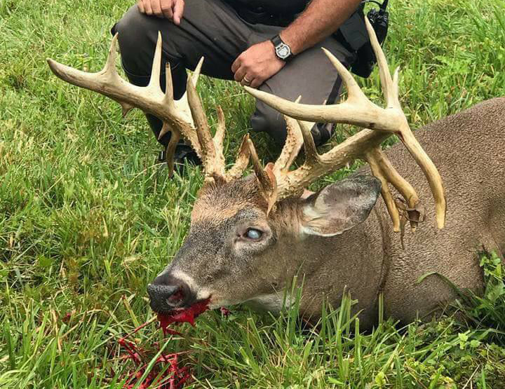 buck-put-down-after-found-wandering-in-circles-montana-hunting-and