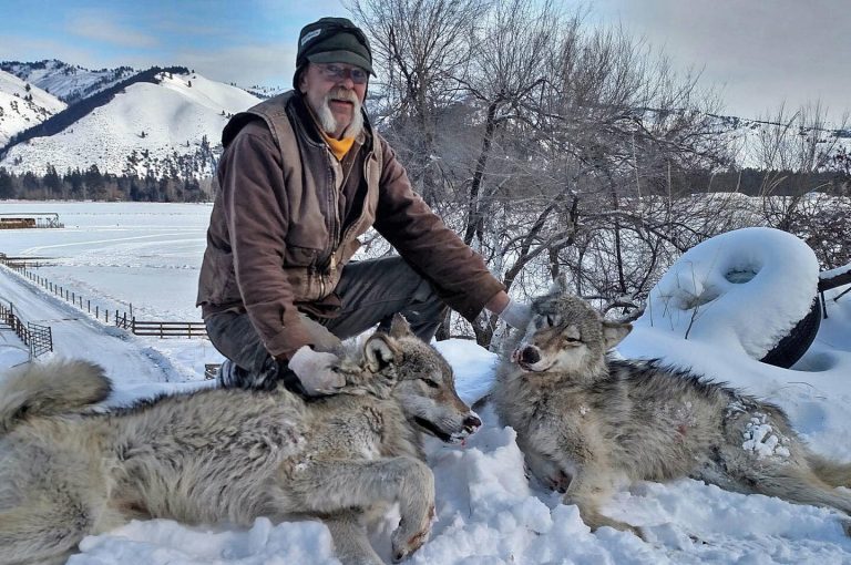 Montana wolf hunting | Montana Hunting and Fishing