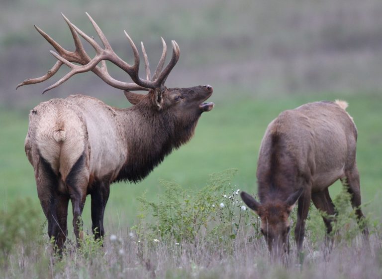 Some angry at Idaho elk study where 206 elk were killed Montana