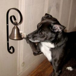 how to bell train a dog