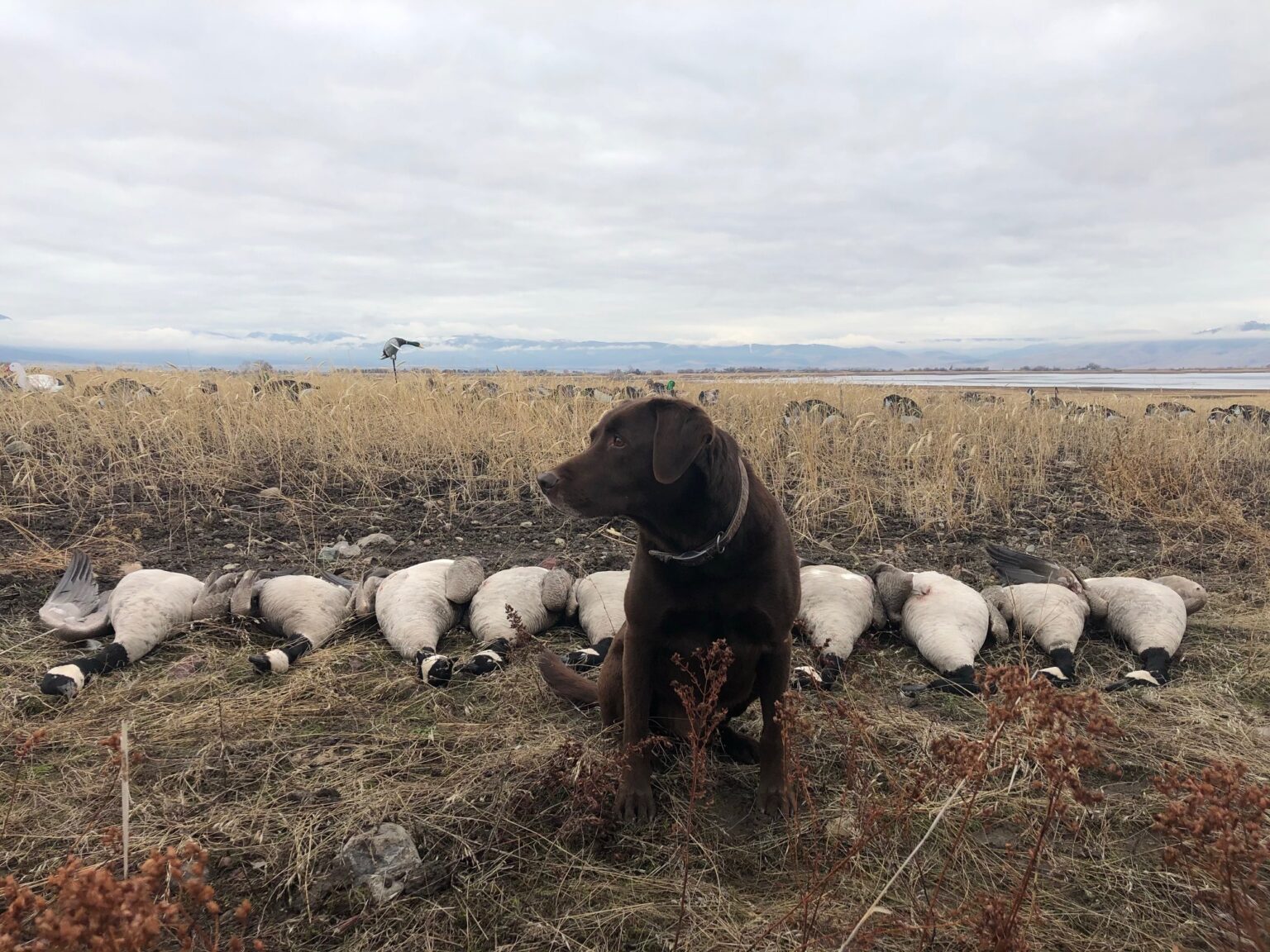 Goose Hunting Success Montana Hunting and Fishing Information