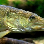 Northern Pike Fishing in Montana