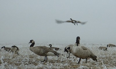 Water Fowl Hunting in Montana
