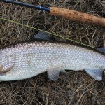 Flathead Lake Whitefish - Mark Ward