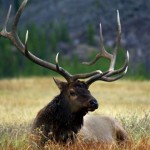 montana elk hunting