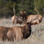 elk hunting