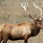 montana hunting report