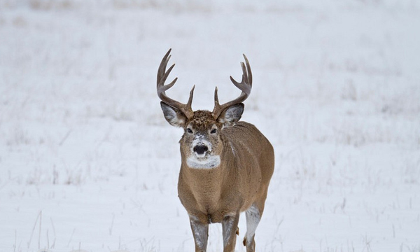 Region 7 Reports Fewer Hunters and Harvests - Montana Hunting and ...