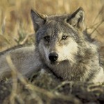 montana wolf hunt