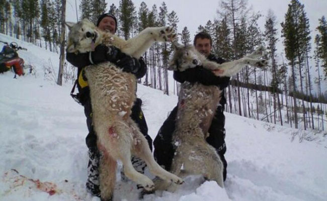 Wolf Hunting Season Comes To A Close: Updated With WMU Information ...