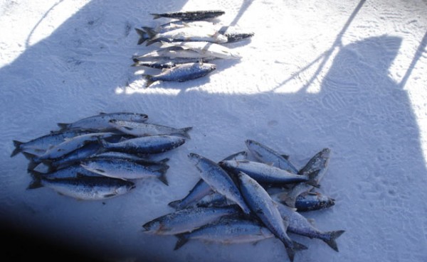 kokanee Montana Hunting and Fishing Information