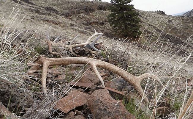 Shed Hunting - Montana Hunting and Fishing Information