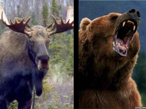 record-bull-moose-encounters-grizzly-bear-mors-animal-encounter-of