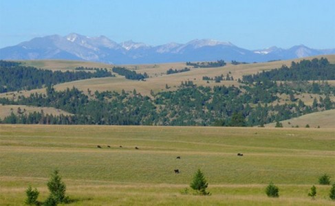 FWP Wants Your Input on Proposed Spotted Dog WMA Grazing Extension -  Montana Hunting and Fishing Information