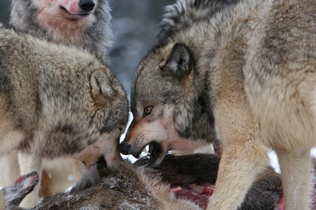 wolves_eating - Montana Hunting and Fishing Information