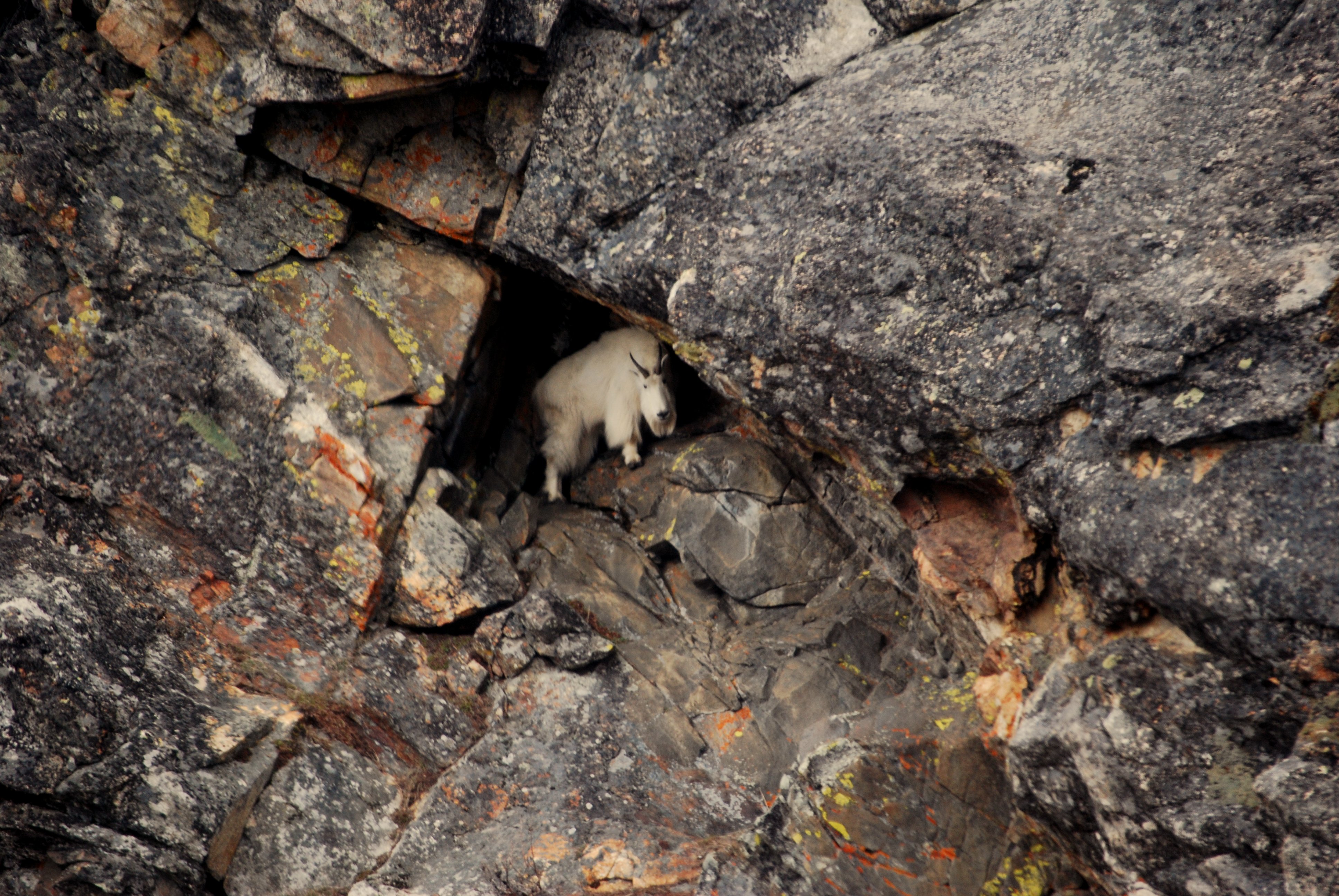 The Story behind the Photo of the Goat and the Cave