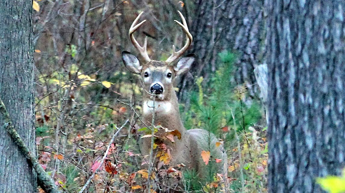 Antler Point Restrictions Proposed for Michigan’s 2013 Hunting Season