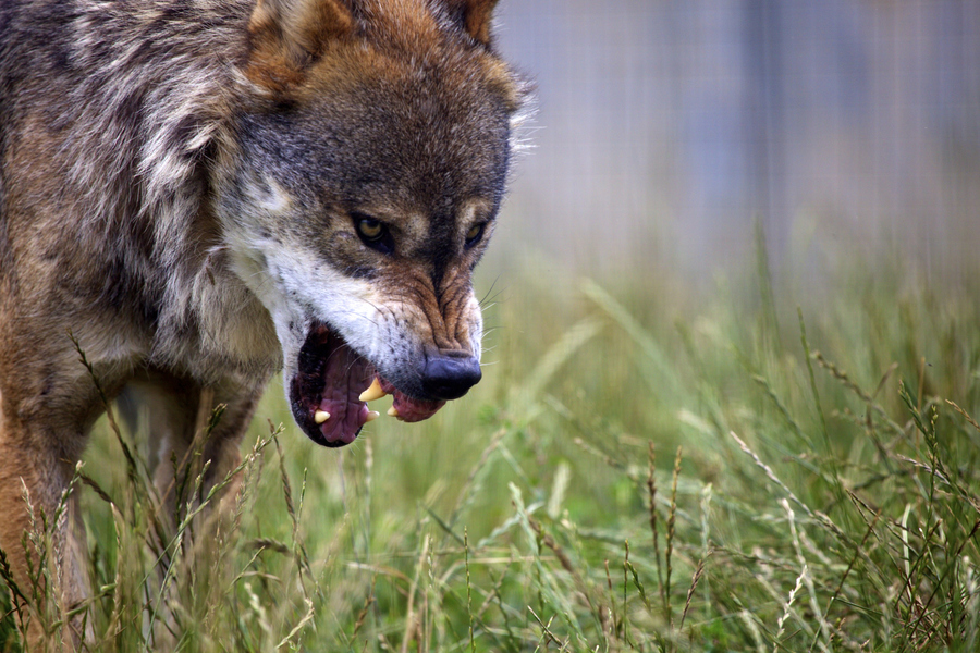 Wolf Season Comment Period Extended - Montana Hunting and Fishing