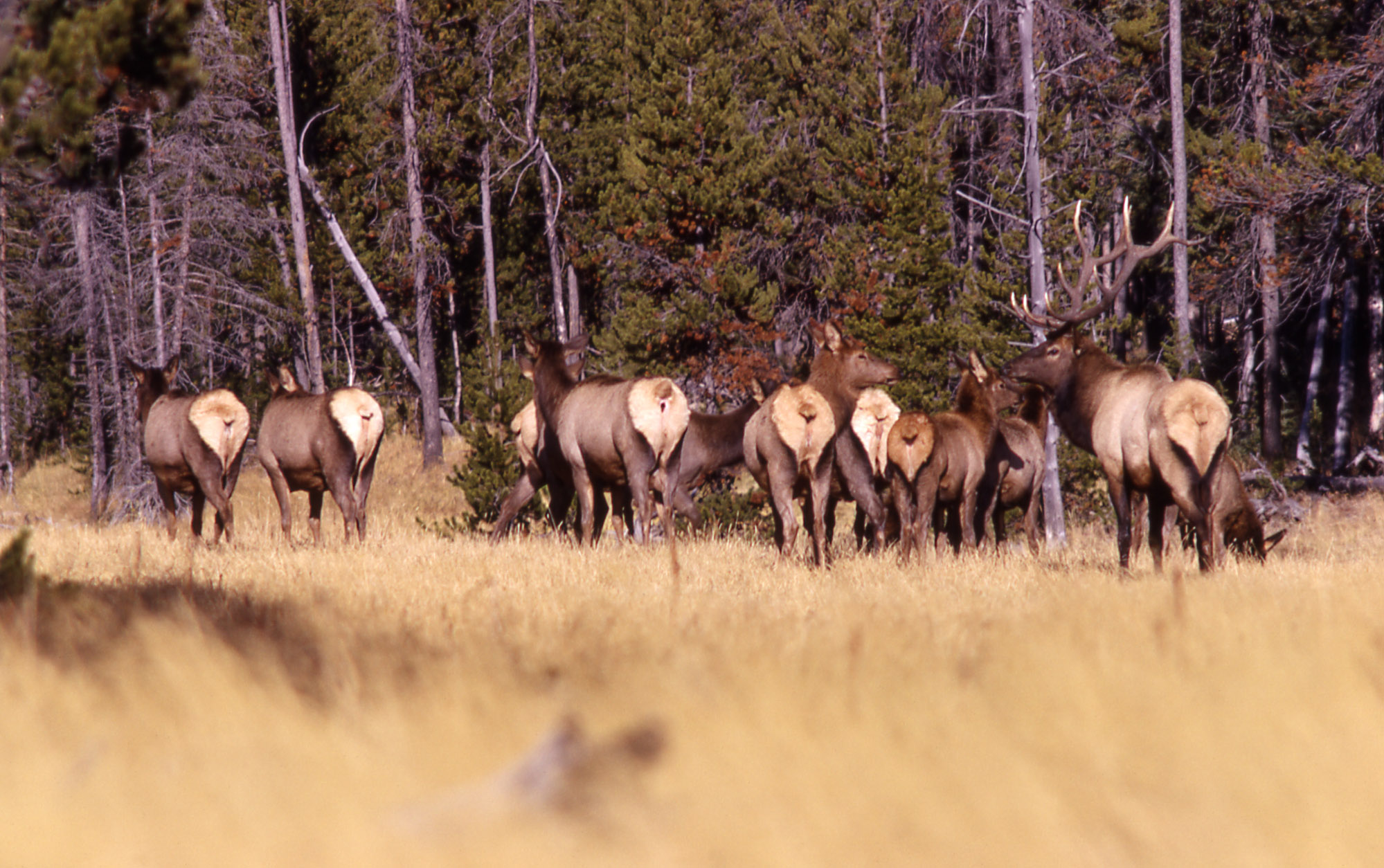 June 1st is the Final Big Game Drawing Deadline Montana Hunting and