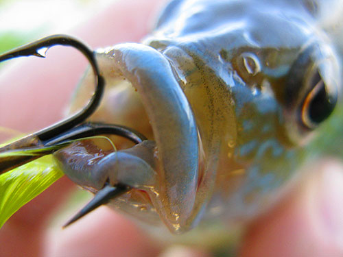 Easily, quickly, and SAFELY remove gullet hooked fish with the T2