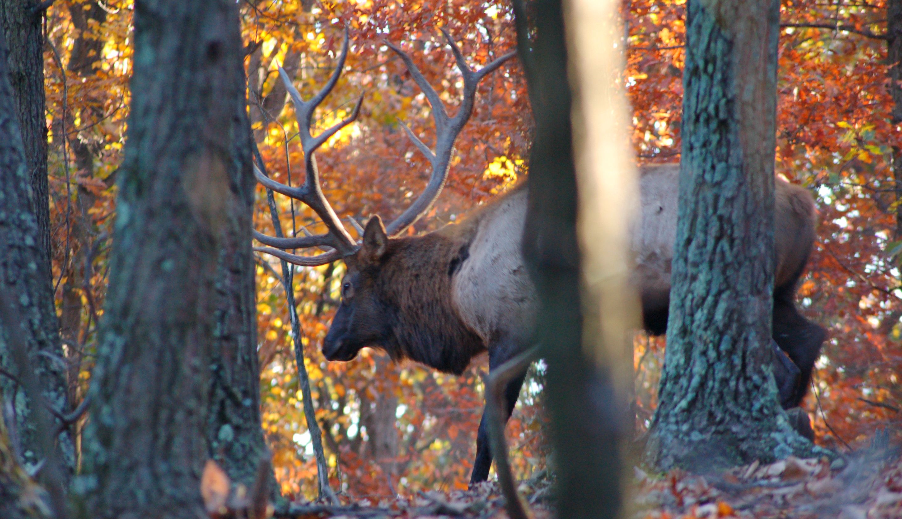 Montana Nonresident Deer and Elk Combo Hunting Licenses Available TODAY! Montana Hunting and