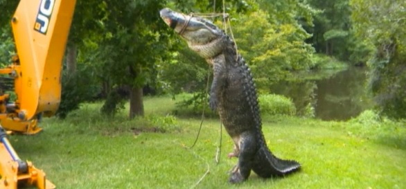 Dog Drinks Water and Is Eaten by an Alligator - Montana 