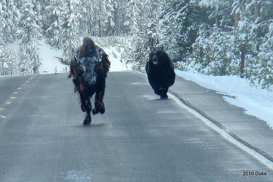 Backstory to Grizzly Chasing Bison Photo Revealed ...