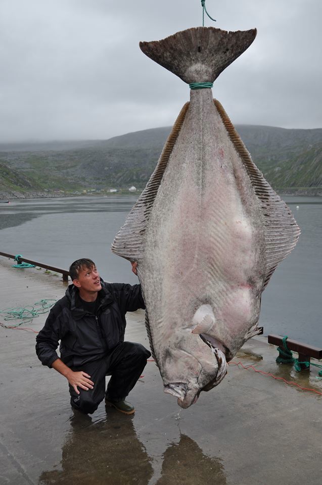 World Record 515 Pound Atlantic Halibut Caught by German Fisherman ...