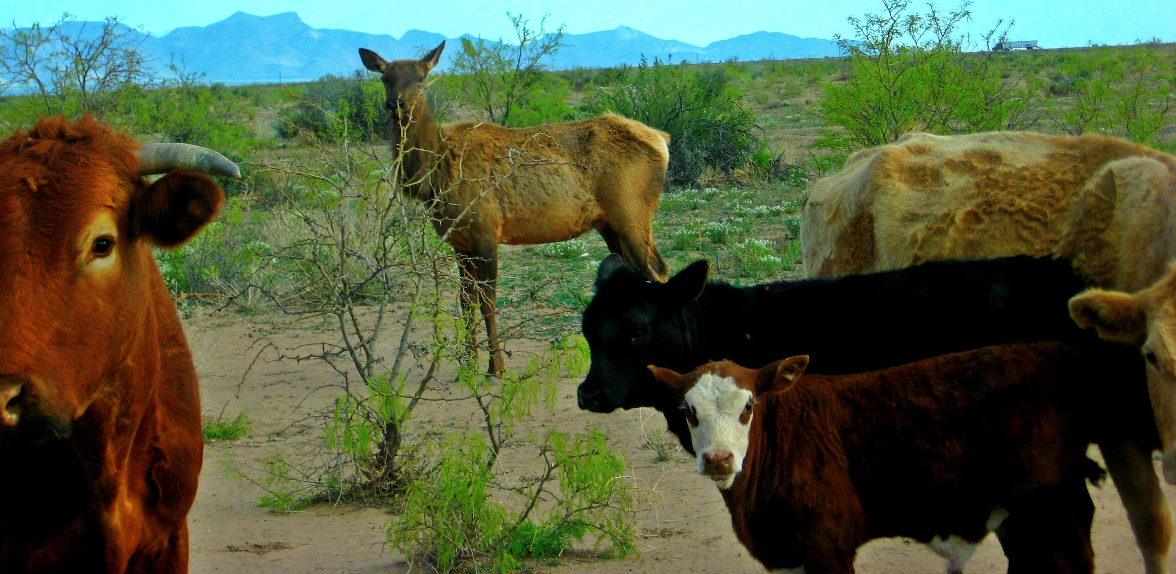 elk-brucellosis-and-cattle-in-southwestern-montana-montana-hunting