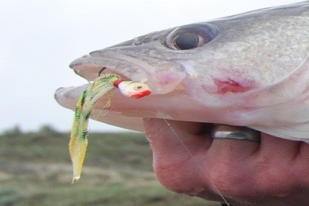 Berkley Gulp! Minnow Fishing Bait, Rainbow Trout, 1in, Extreme