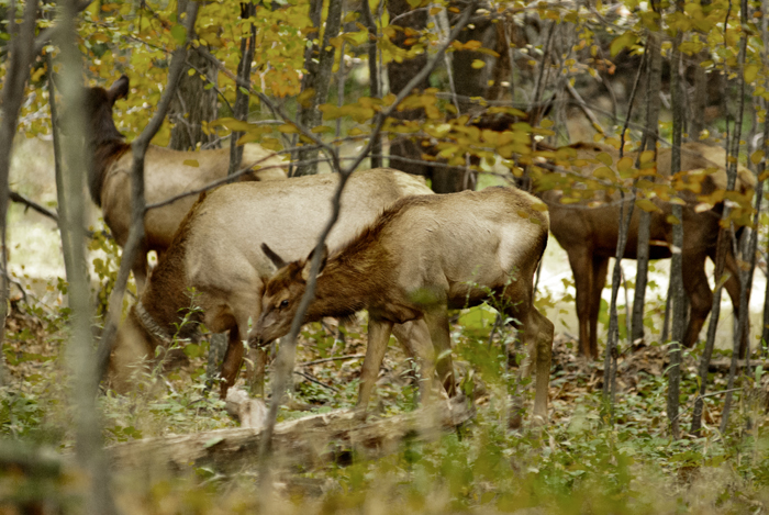 Fall Kingdoms” by Trevor Johnson of Kit's Tackle - Montana Hunting and  Fishing Information