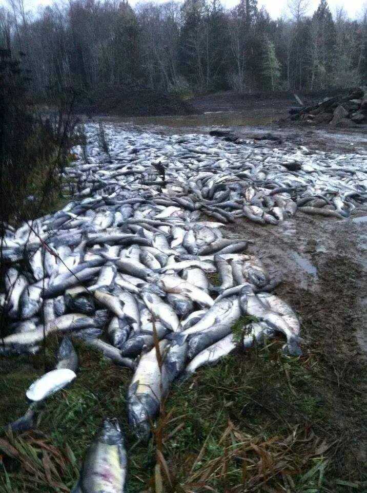 Washington s Skokomish Tribe Salmon Harvests Cause Concern 