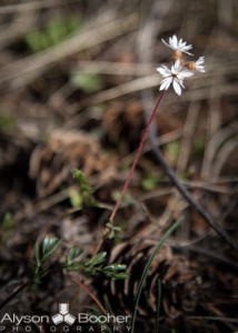 Spring-Wildflowers-Montana-4