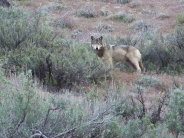 Scientists Agree: Great Lakes Wolves No Longer Endangered - Montana