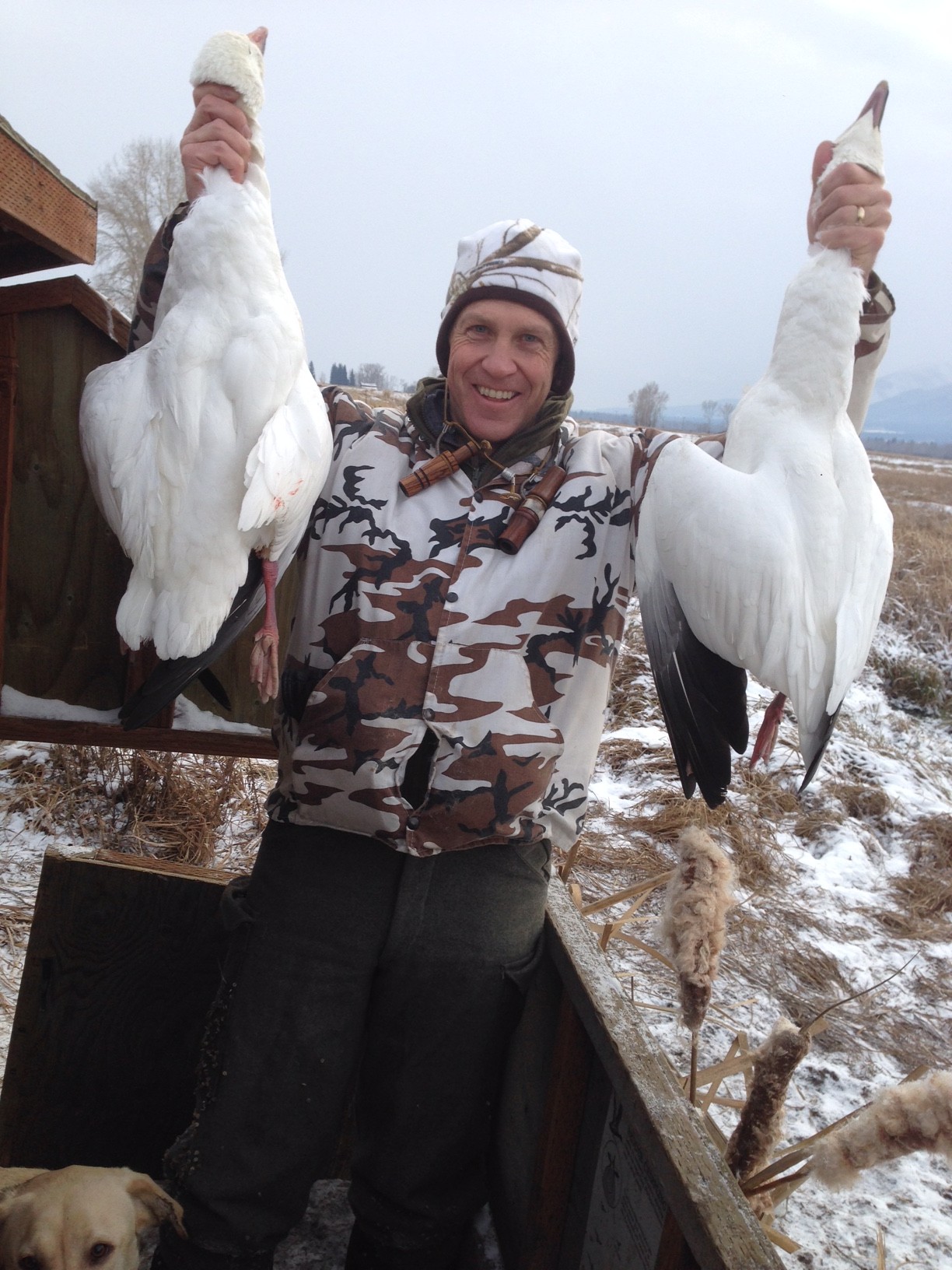 Lee Metcalf Snow Geese - Montana Hunting and Fishing Information