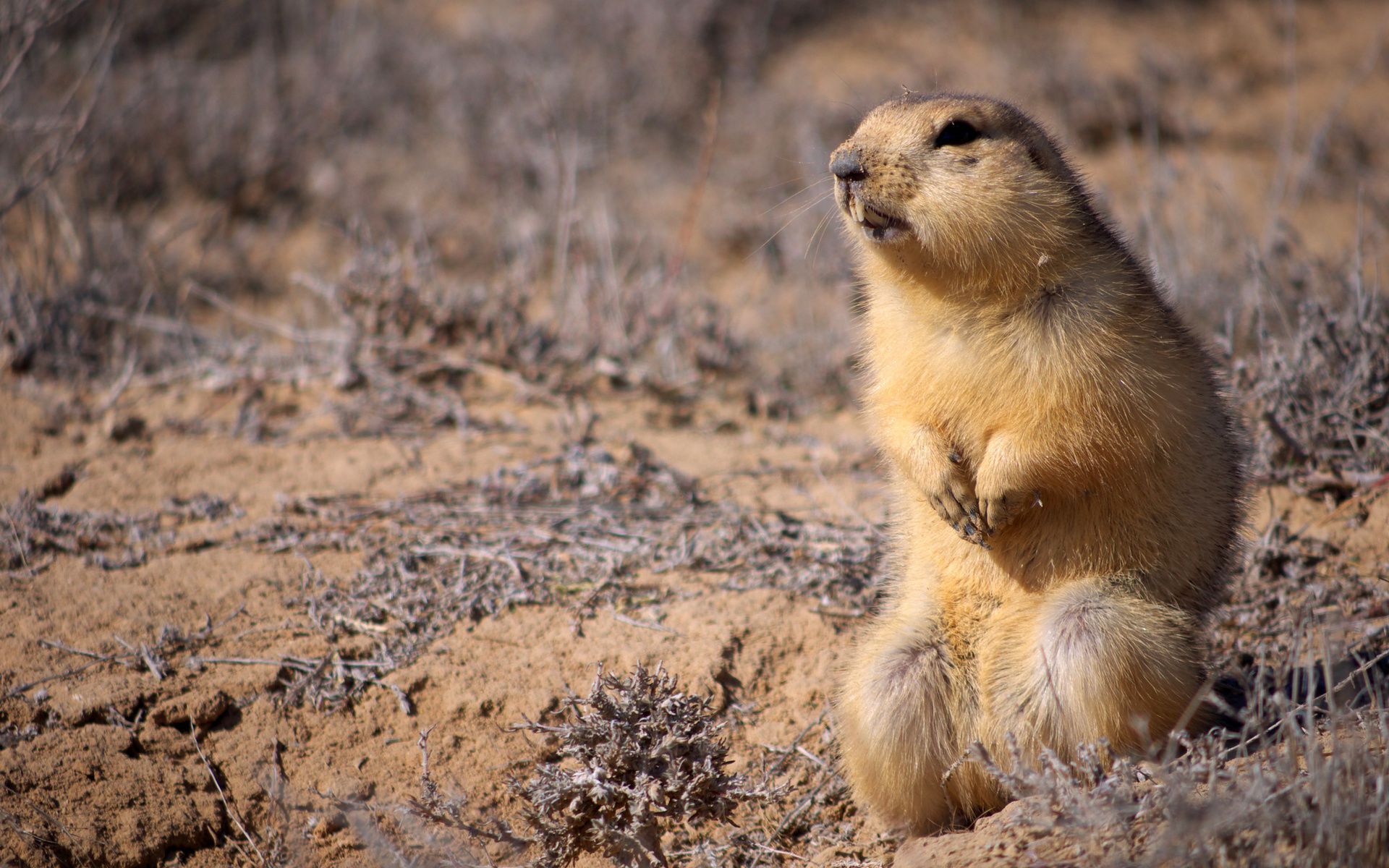 Gopher HD Wallpaper | Hd wallpaper, Wallpaper, Animals