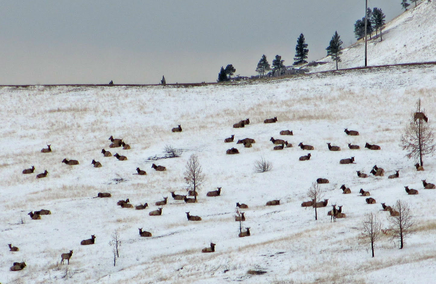 Shoulder Season Elk Hunt Going Well Brett French Radio Show Preview