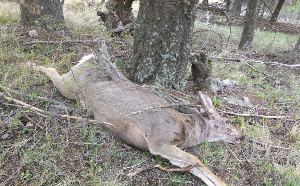 Wardens Looking For Tips On Mule Deer Poached East Of Hamilton ...