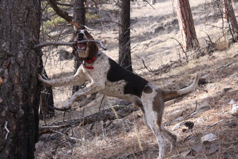 Animal Rights Attack on Nevada Bear Hunters Montana Should Be