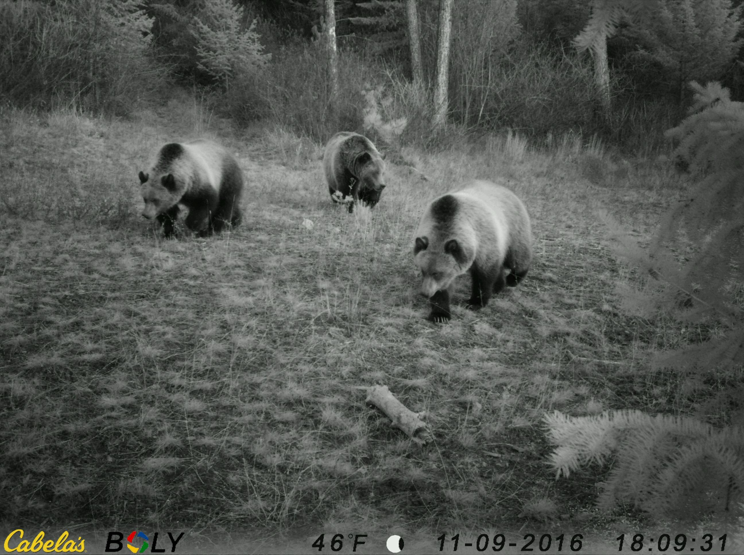 Bigfork Hunters Beware Of Grizzly Bears - Montana Hunting And Fishing ...