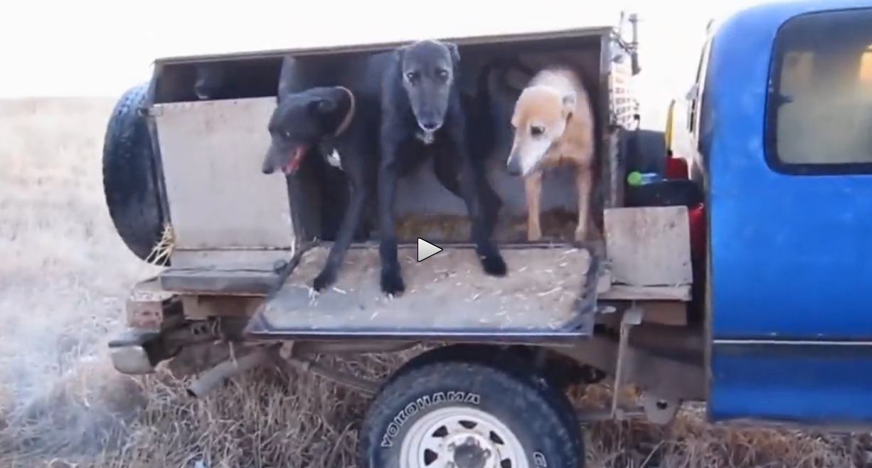 Kansas Coyote Hunters Using Greyhounds - Montana Hunting And Fishing ...