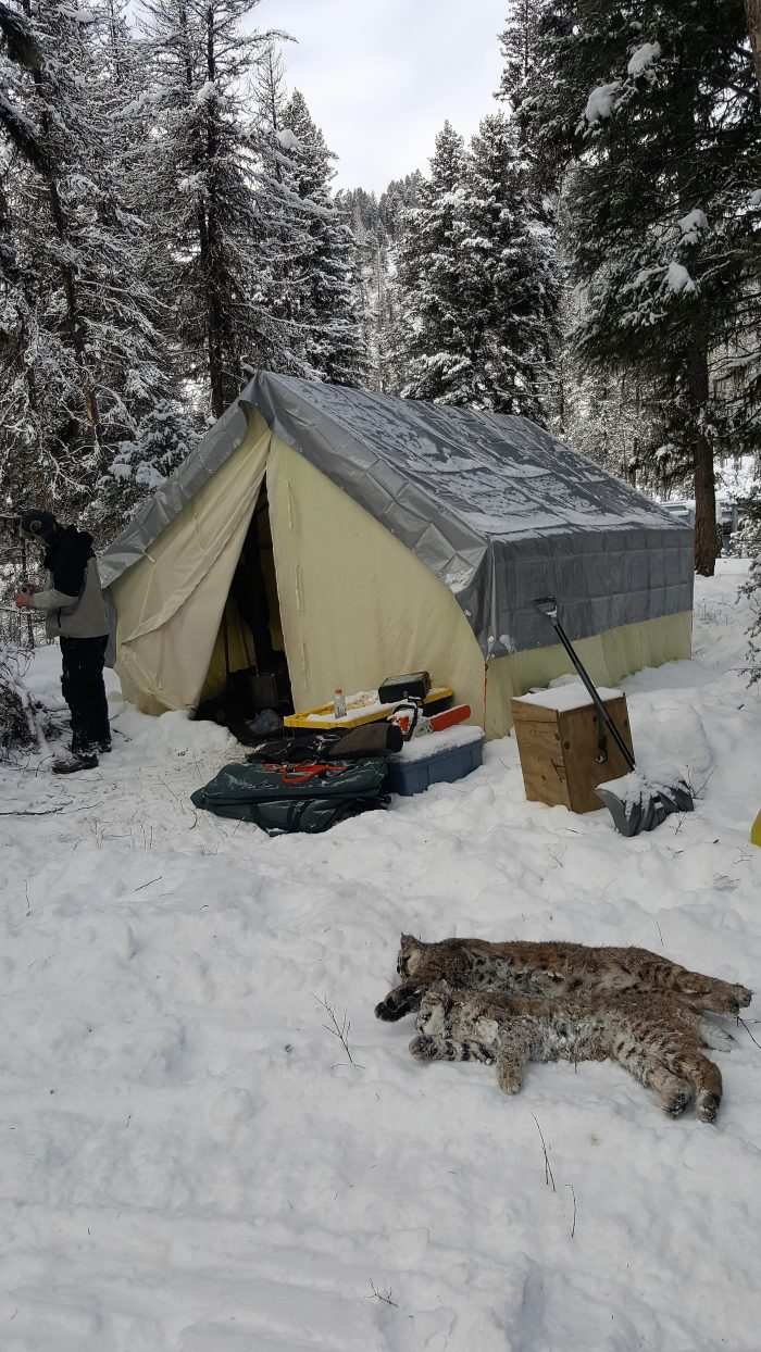 Cat Camp (Part 1) Montana Hunting and Fishing Information