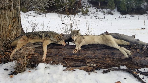 Great Lakes Wolves – Win For Sportsmen - Montana Hunting and Fishing