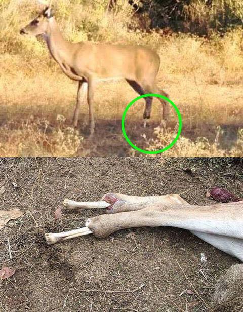 Doe Found with Skin & Bones–Minus the Skin–for Feet - Montana Hunting