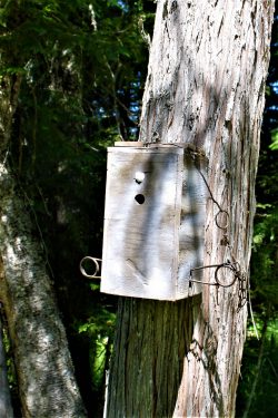 Summer Trapping Project – Improved Marten Box - Montana Hunting and Fishing  Information